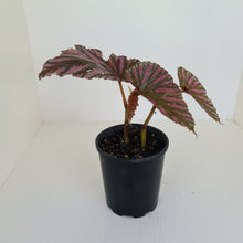 Load image into Gallery viewer, Begonia Brevirimosa &#39;Exotica&#39;