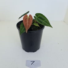 Load image into Gallery viewer, #7 Anthurium Papillilaminum Hybrid x - (Complex hybrid)
