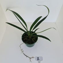 Load image into Gallery viewer, #1 Anthurium Bakeri