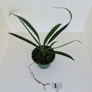 #1 Anthurium Bakeri