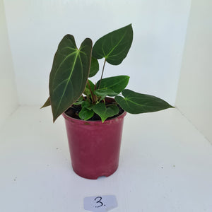 #3 Anthurium 'Velvet Shadow' - Multiple heads