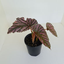 Load image into Gallery viewer, Begonia Brevirimosa &#39;Exotica&#39;