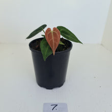 Load image into Gallery viewer, #7 Anthurium Papillilaminum Hybrid x - (Complex hybrid)