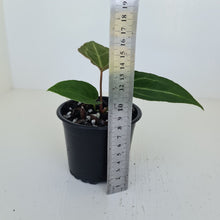 Load image into Gallery viewer, #1 Anthurium Magnificum Hybrid x - Seedling