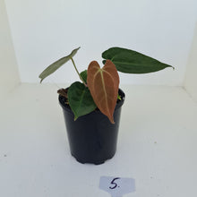 Load image into Gallery viewer, #5 Anthurium Papillilaminum Hybrid x - (Complex hybrid)