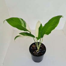 Load image into Gallery viewer, Spathiphyllum &#39;Picasso&#39;