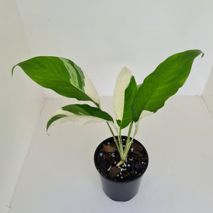Spathiphyllum 'Picasso'