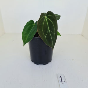 #1 Anthurium Papillilaminum Hybrid x - (Complex hybrid)