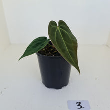 Load image into Gallery viewer, #3 Anthurium Papillilaminum Hybrid x - (Complex hybrid)