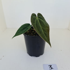 #3 Anthurium Papillilaminum Hybrid x - (Complex hybrid)