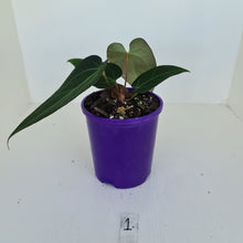 Load image into Gallery viewer, #1 Anthurium &#39;Velvet Shadow&#39;