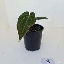 Load image into Gallery viewer, #3 Anthurium Papillilaminum Hybrid x - (Complex hybrid)