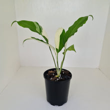 Load image into Gallery viewer, Spathiphyllum &#39;Picasso&#39;