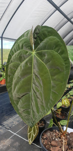 #6 Anthurium Hybrid Seedling