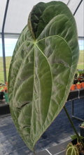 Load image into Gallery viewer, #7 Anthurium Hybrid Seedling
