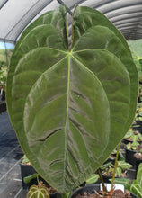 Load image into Gallery viewer, Anthurium Hybrid Seedling