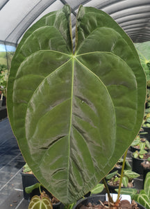 Anthurium Hybrid Seedling