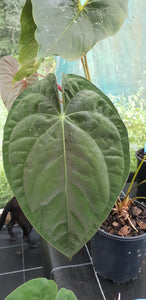 #6 Anthurium Hybrid Seedling