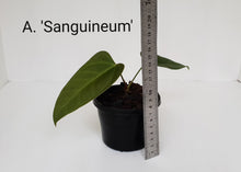Load image into Gallery viewer, ULTIMATE ANTHURIUM PACKAGE - 6 x Plants