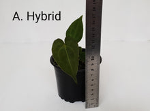 Load image into Gallery viewer, ULTIMATE ANTHURIUM PACKAGE - 6 x Plants