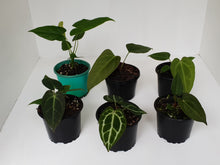 Load image into Gallery viewer, ULTIMATE ANTHURIUM PACKAGE - 6 x Plants