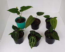 Load image into Gallery viewer, ULTIMATE ANTHURIUM PACKAGE - 6 x Plants