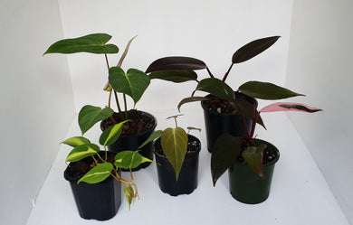 PHILODENDRON PACKAGE - 5 x Plants