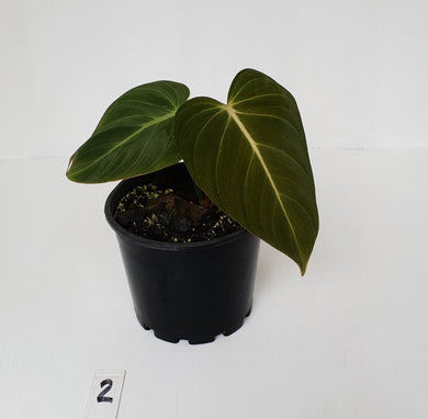 #2 Philodendron Glorious (Melanochrysum x Gloriosum) - Well rooted and shot cutting