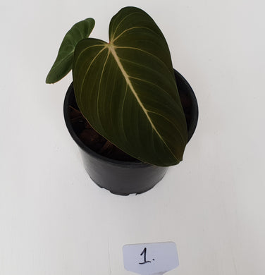 #1 Philodendron Glorious (Melanochrysum x Gloriosum) - Well rooted and shot cutting