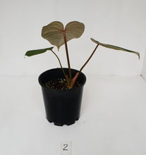 Load image into Gallery viewer, #2 Philodendron Gloriosum