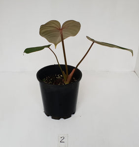 #2 Philodendron Gloriosum