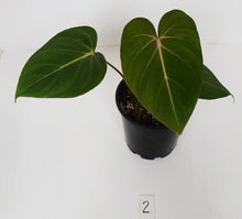 Load image into Gallery viewer, #2 Philodendron Gloriosum