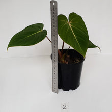 Load image into Gallery viewer, #2 Philodendron Gloriosum