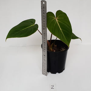 #2 Philodendron Gloriosum