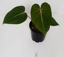 Load image into Gallery viewer, #2 Philodendron Gloriosum