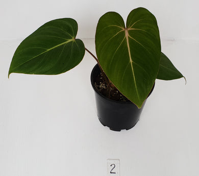 #2 Philodendron Gloriosum