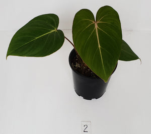 #2 Philodendron Gloriosum