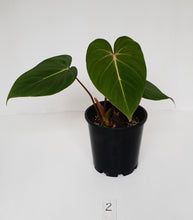 Load image into Gallery viewer, #2 Philodendron Gloriosum