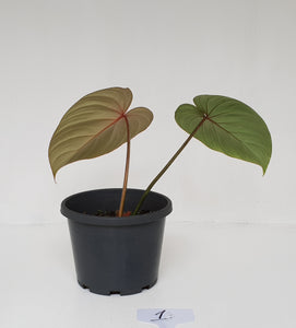 #1 Philodendron Gloriosum