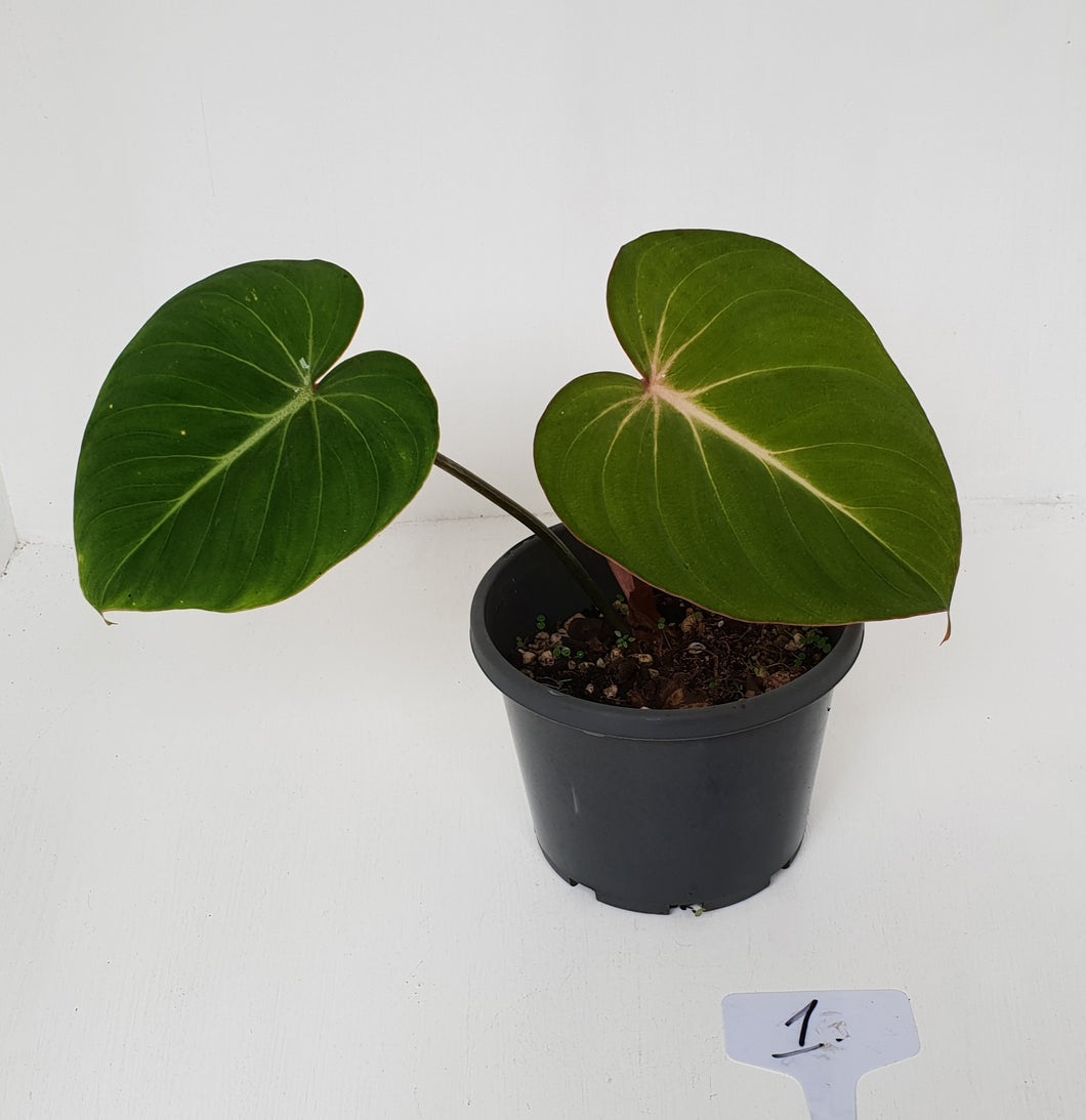 #1 Philodendron Gloriosum