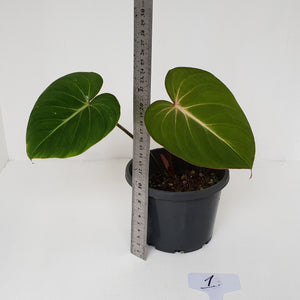 #1 Philodendron Gloriosum