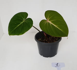 #1 Philodendron Gloriosum