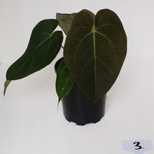 Load image into Gallery viewer, #3 Anthurium &#39;Velvet Shadow&#39;