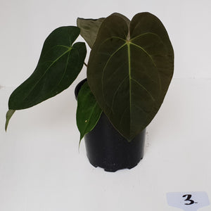 #3 Anthurium 'Velvet Shadow'