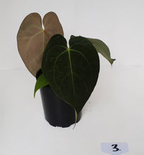 Load image into Gallery viewer, #3 Anthurium &#39;Velvet Shadow&#39;