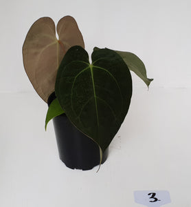 #3 Anthurium 'Velvet Shadow'