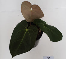 Load image into Gallery viewer, #3 Anthurium &#39;Velvet Shadow&#39;