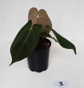 #3 Anthurium 'Velvet Shadow'