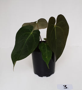 #3 Anthurium 'Velvet Shadow'