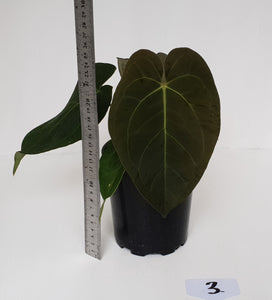 #3 Anthurium 'Velvet Shadow'